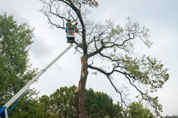 How Our Tree Care Process Works  in  Beaverton, MI