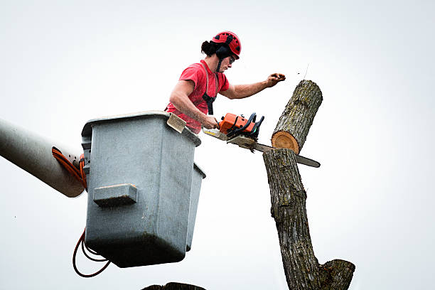 Professional Tree Care in Beaverton, MI